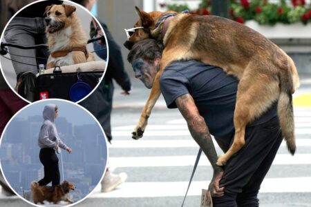 San Fransisco residents slam entitled dog owners for pooches pooping in stores, ignoring leash laws
