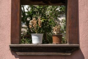 Mystery New Yorker kicks ‘cheating husband,’ his plants to the curb with viral, savage note on Upper West Side