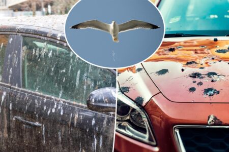Is your car a poop magnet? Birds prefer using these models as bathrooms, study reveals