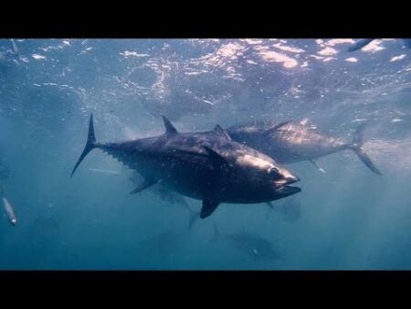 Europe’s bluefin tuna made a remarkable comeback. Will it last?
