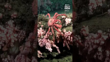 Scientists discover thriving coral reefs off the coast of Uruguay
