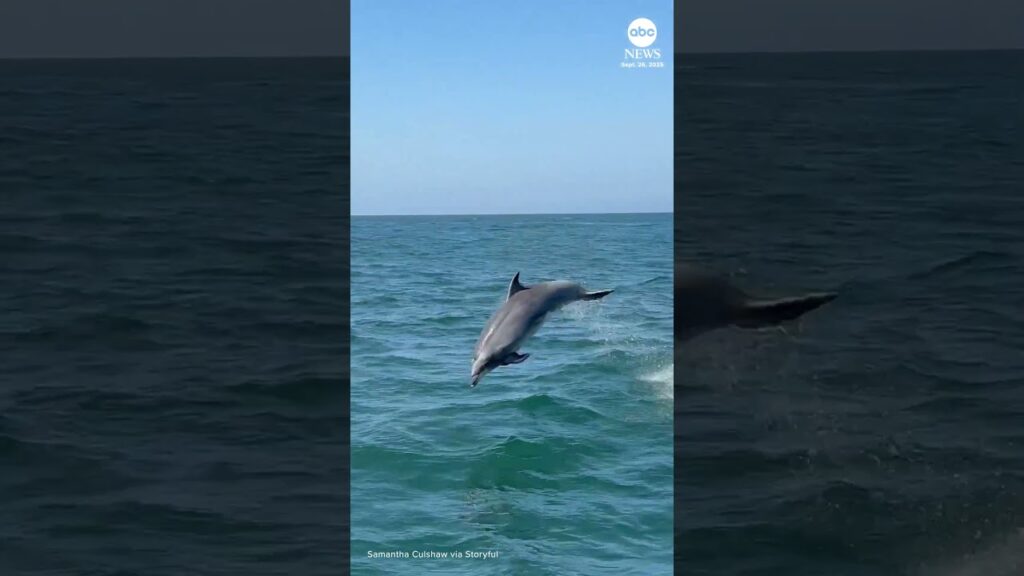 Dolphin nearly collides with whale-watching tour boat