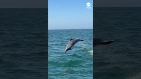 Dolphin nearly collides with whale-watching tour boat