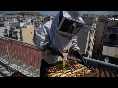 Athenians embrace urban beekeeping, hosting hives on rooftops to support local ecosystems