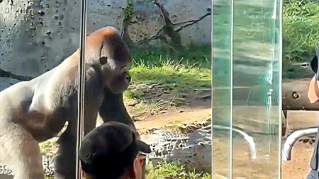 Terrifying video shows gorilla smash glass as crowd reacts in disbelief