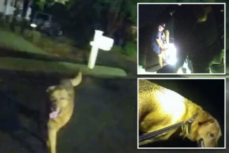 Dutiful dog leads police to owner’s missing 86-year-old mother who collapsed during walk: video