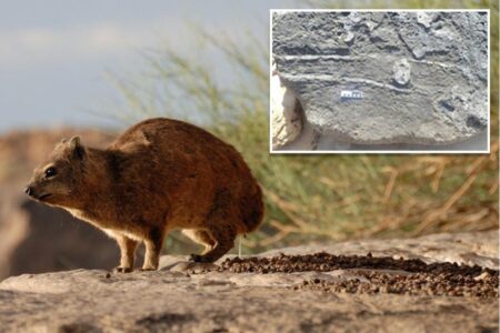 Fossils tied to ancient African mammal highlight butt-dragging habit that persisted for generations