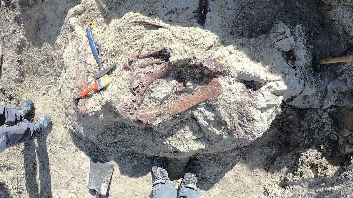 View of dinosaur bones in dirt