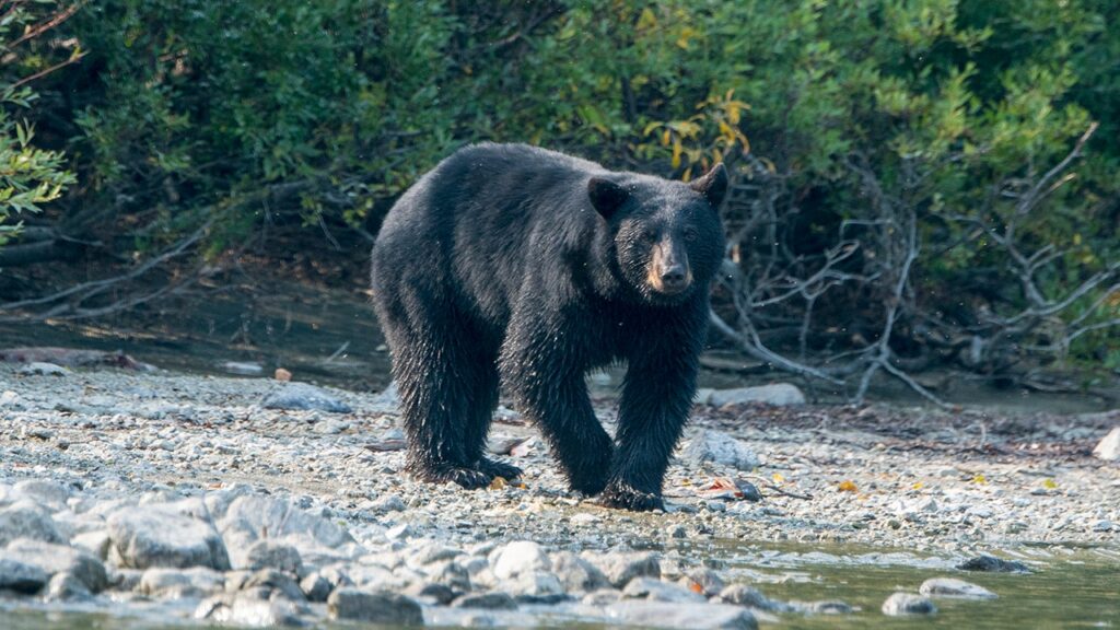 Man dies in likely bear attack at Arkansas campsite days after sending photos of animal to family