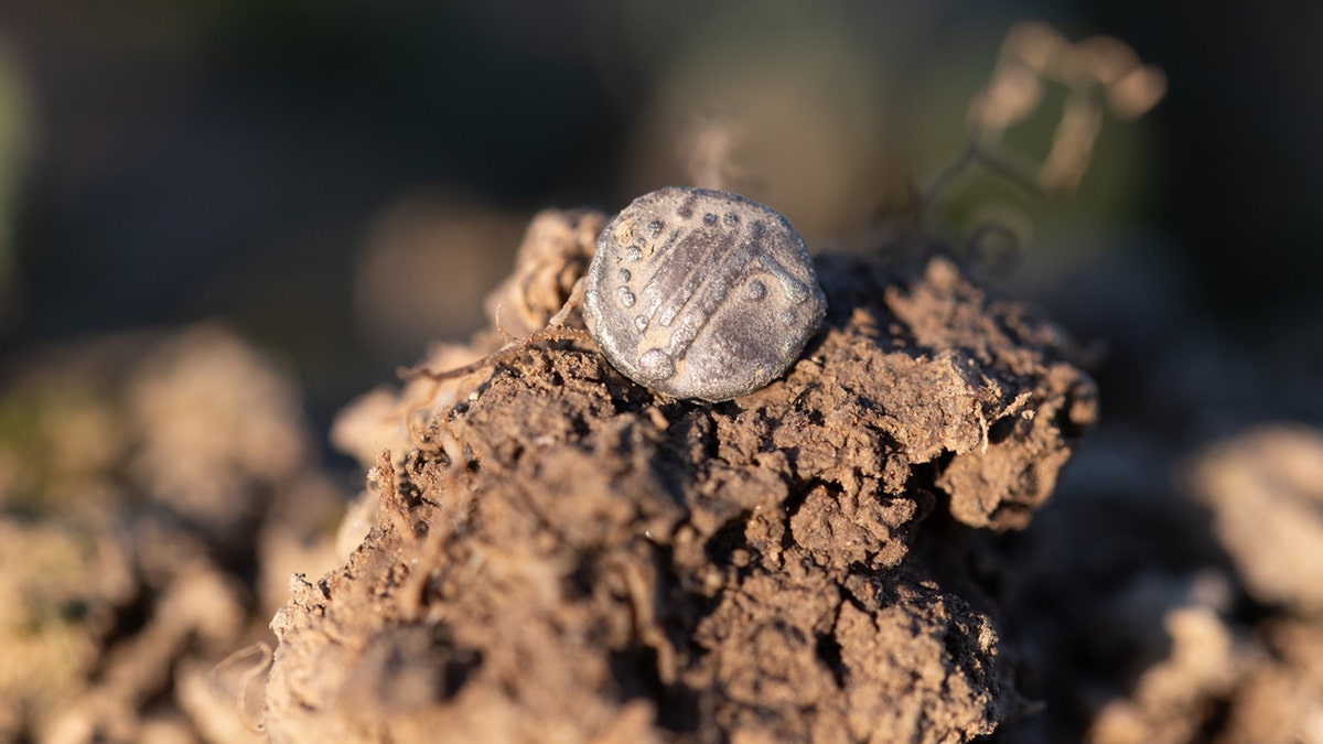 Close-up of coin