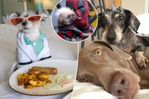 Exclusive | The secret lives of petfluencers: Body doubles, demanding doggie divas and shocking money deals