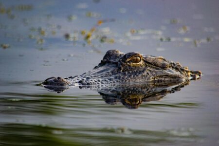 Dear Abby: Should I tell my neighbor about the alligator in the lake we swim in?