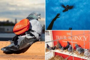 Exclusive | NYC weed dispensary pledges ‘courier pigeon’ delivery service – and the twist is ruffling feathers