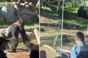 Startling video captures gorilla smashing glass wall of San Diego Zoo enclosure
