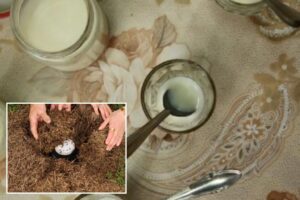 Michelin-starred restaurant serves yogurt with ‘ancient recipe’ — using ants
