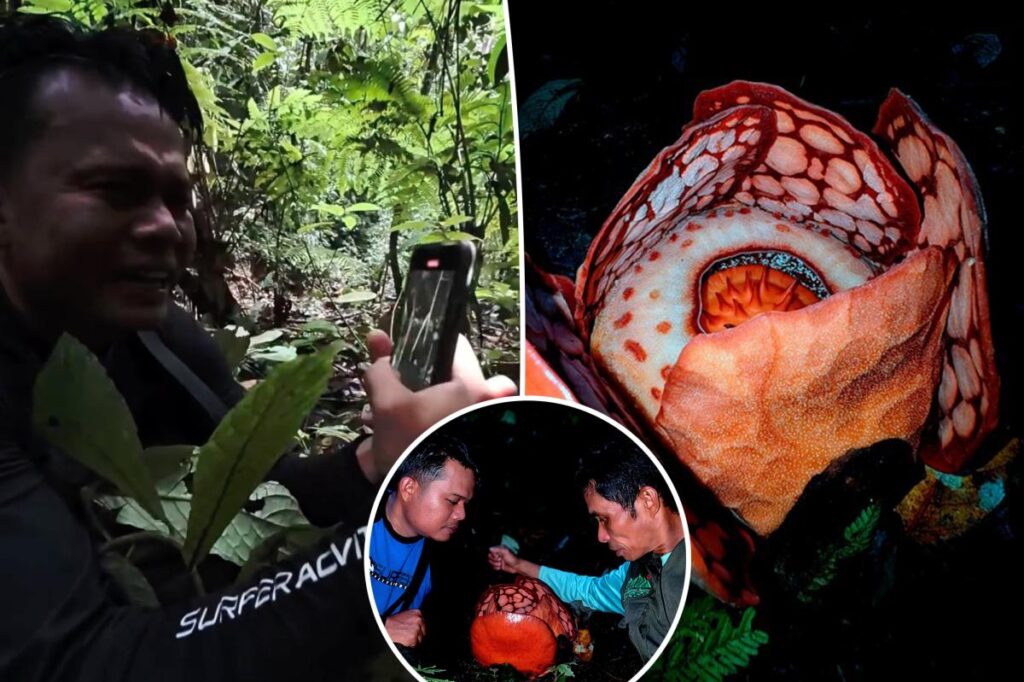Biologist bawls eyes out in emotional video upon finding the world’s rarest flower — after searching for 13 years Biologist bawls eyes out in emotional video upon finding the world’s rarest flower — after searching for 13 years