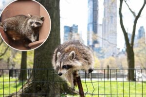 Raccoons are evolving to be as cute and cuddly as pets — and they want inside your homes