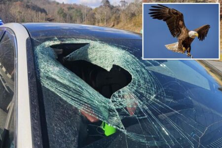 Bald eagle drops cat mid-flight, sending carcass careening through moving car:  ‘I have guts all over me’