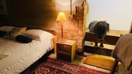 Miniature horse can be a roommate in unusual Airbnb experience