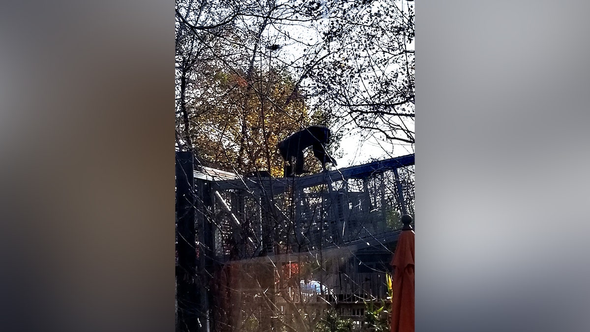Chimp walking along fence at Indianapolis Zoo