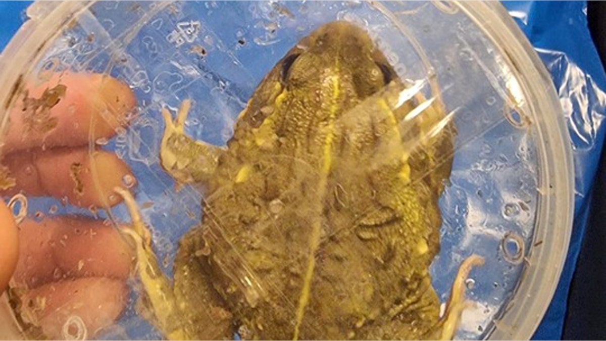 exotic reptiles smuggled illegally in israel