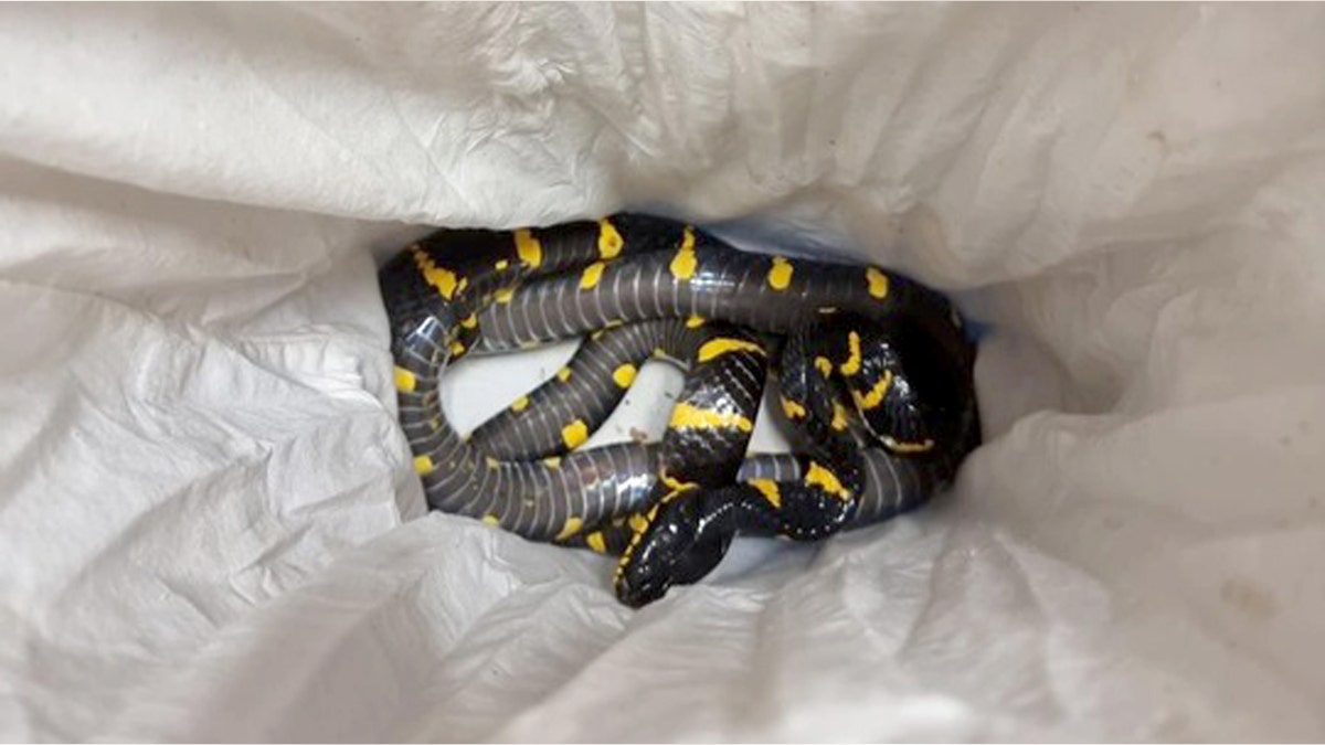 exotic snake smuggled illegally in israel