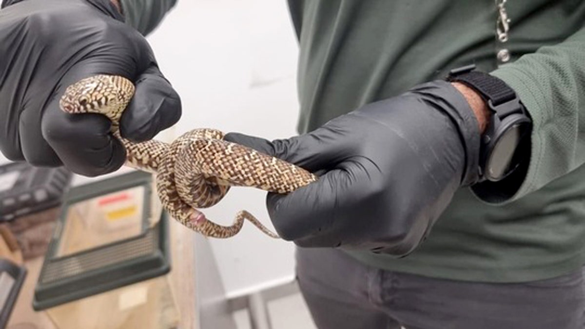 exotic reptiles smuggled illegally in israel