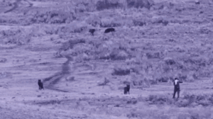 Man caught on camera approaching, spraying unknown substance toward Yellowstone wolves: rangers Man caught on camera approaching, spraying unknown substance toward Yellowstone wolves: rangers