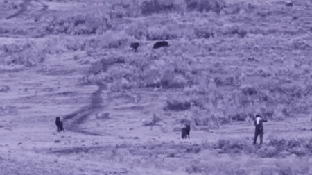Man caught on camera approaching, spraying unknown substance toward Yellowstone wolves: rangers