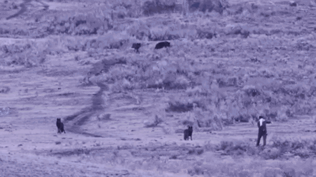 Man caught on camera approaching, spraying unknown substance toward Yellowstone wolves: rangers Man caught on camera approaching, spraying unknown substance toward Yellowstone wolves: rangers