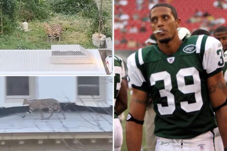 Two exotic cats belonging to one-time NY Jets player run wild in Baltimore neighborhood — and its caught on video Two exotic cats belonging to one-time NY Jets player run wild in Baltimore neighborhood — and its caught on video