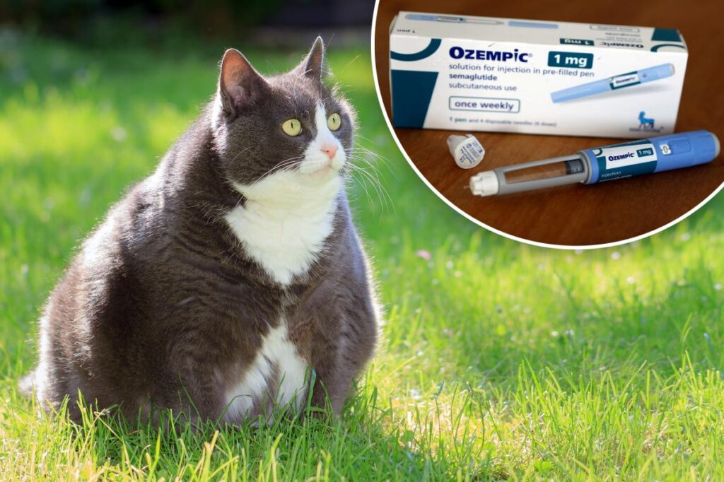 Fat cats are taking Ozempic now — and it could be the solution to terminal feline illnesses Fat cats are taking Ozempic now — and it could be the solution to terminal feline illnesses