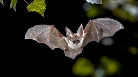 Deadly bat disease fungus confirmed in key tourist destination as officials warn of impacts Deadly bat disease fungus confirmed in key tourist destination as officials warn of impacts