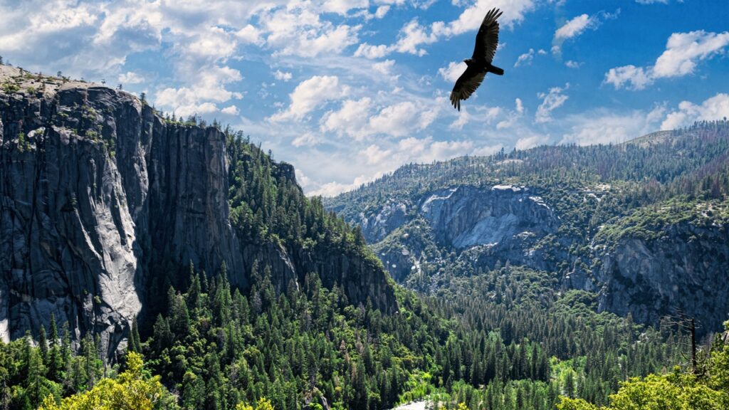 National park gift shops are ordered to purge bias-driven DEI and woke merchandise National park gift shops are ordered to purge bias-driven DEI and woke merchandise