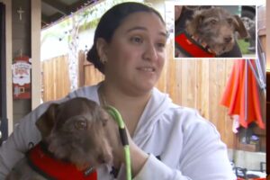 Dog who disappeared from California home in 2021 found tied to Michigan fence: ‘Christmas miracle’ Dog who disappeared from California home in 2021 found tied to Michigan fence: ‘Christmas miracle’