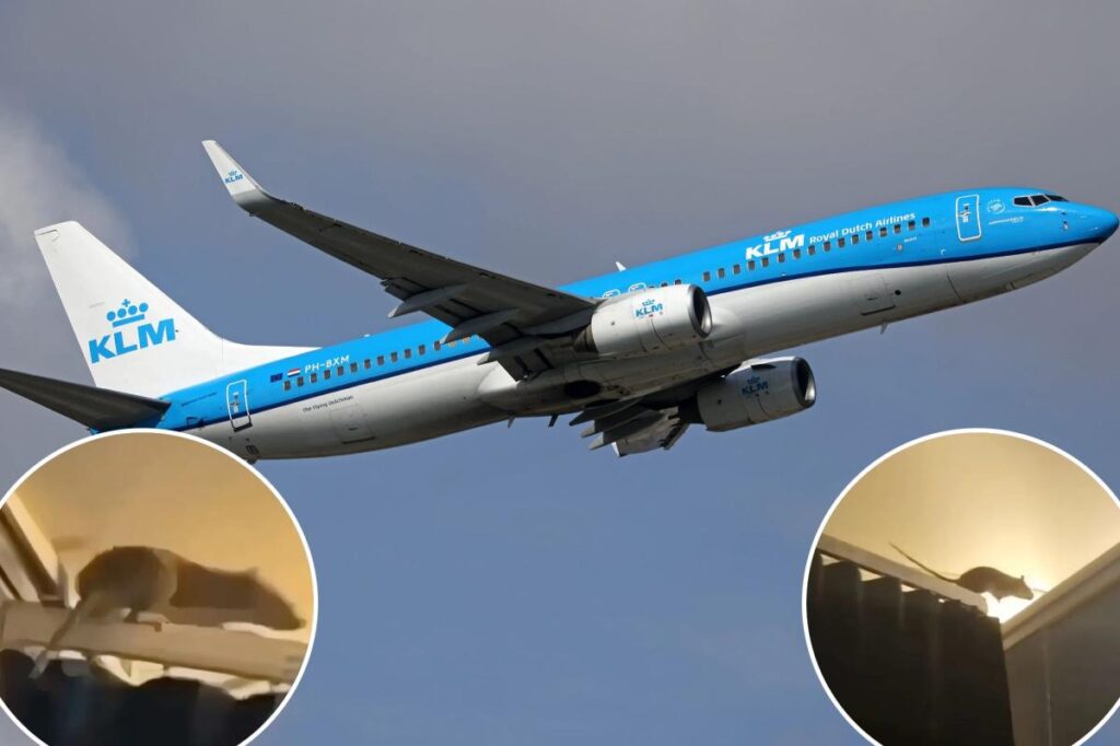 Massive rat stowaway caught on video as flight of 250 passengers left stranded overnight Massive rat stowaway caught on video as flight of 250 passengers left stranded overnight