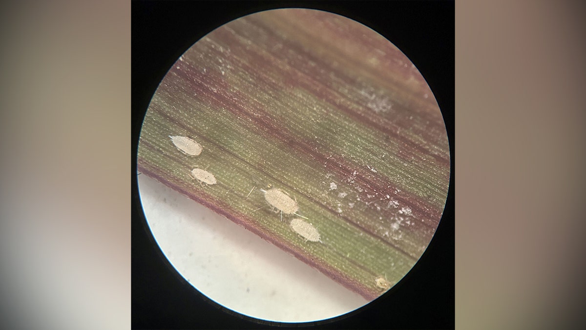 Microscope view shows pasture mealybugs