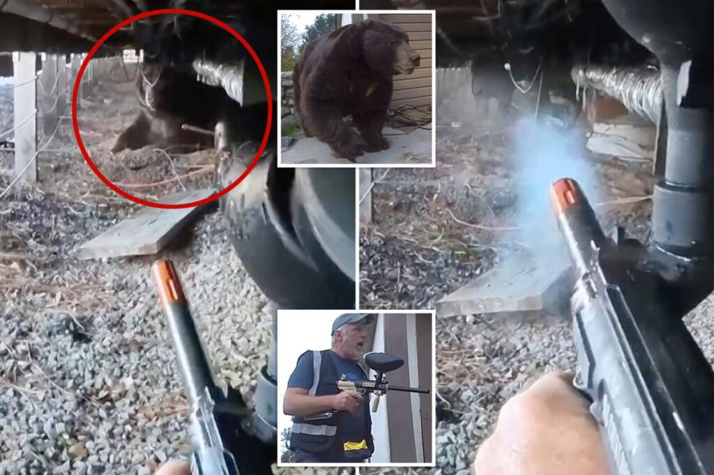Exclusive | Inside California’s paintball-shooting bear extraction team that removes up to 8 beasts a day 