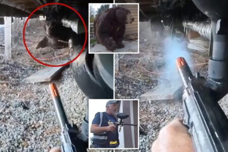 Exclusive | Inside California’s paintball-shooting bear extraction team that removes up to 8 beasts a day 