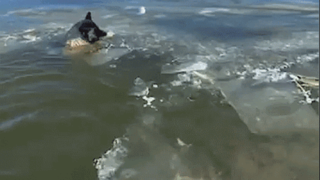 Video captures emergency crews rescuing dog trapped in icy lake during single-digit temperatures Video captures emergency crews rescuing dog trapped in icy lake during single-digit temperatures