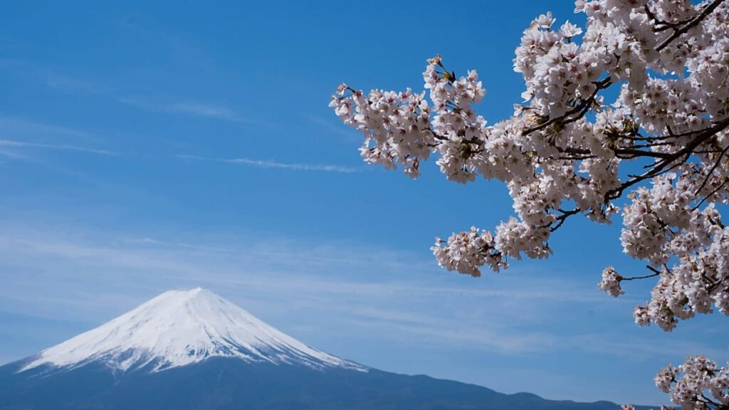 Mount Fuji cherry blossom festival cancelled over tourist behaviour