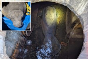 410-pound manatee retrieved from Florida storm drain now recovering at SeaWorld Orlando