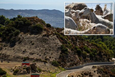 A herd of goats is being used help prevent devastating LA wildfires