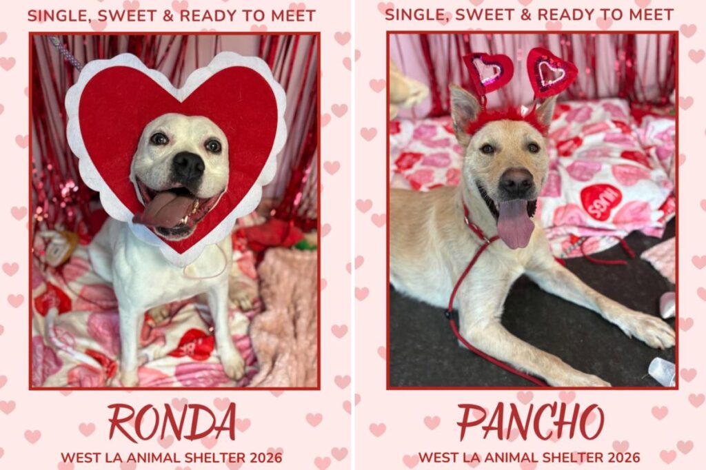LA shelter dogs dressed for Valentine’s Day to charm their way into forever homes