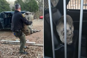 Giant runaway pig with ‘maximum confidence’ storms North Carolina home looking for savory treat