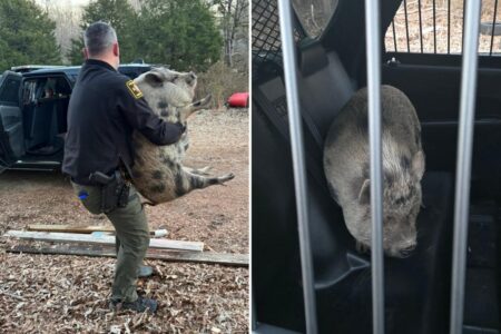 Giant runaway pig with ‘maximum confidence’ storms North Carolina home looking for savory treat