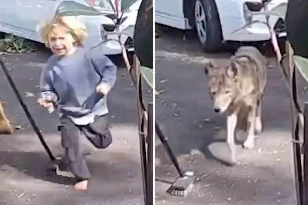 Terrifying video shows coyote stalking toddler at family home