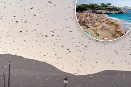 Tourist hotspot beset by Biblical plague of locusts in dramatic video