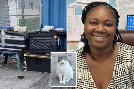 Coney Island principal failed to protect 2 elderly stray cats buried repeatedly in snow storms: activists