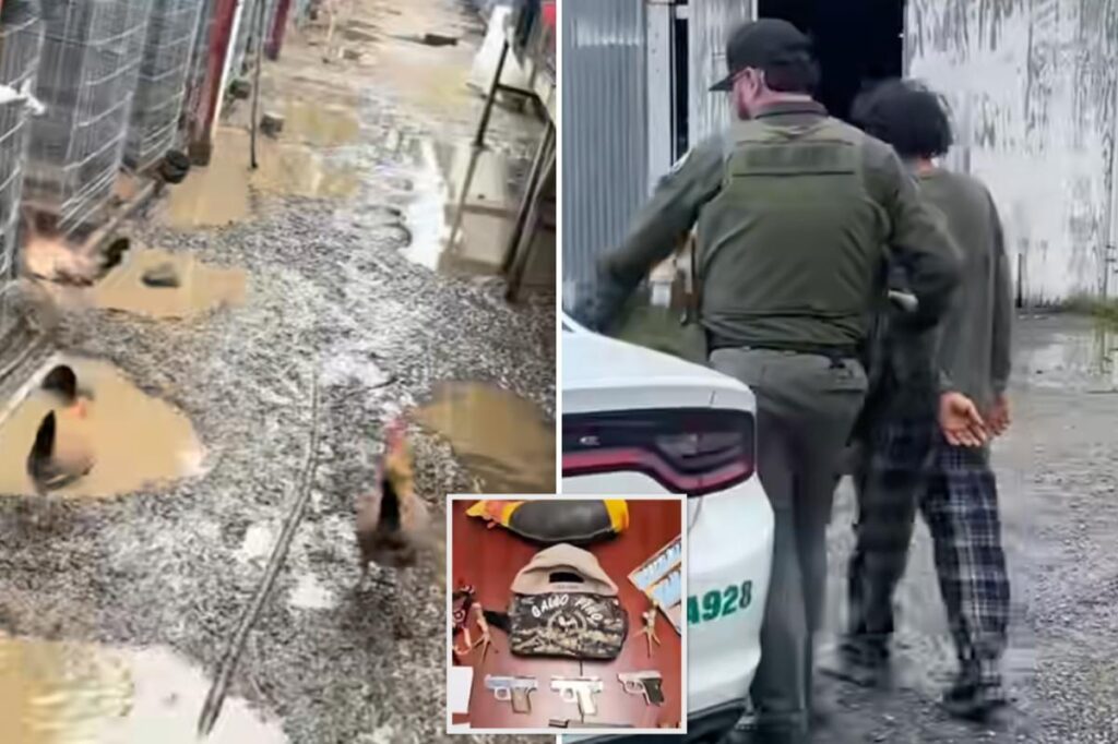 833 roosters seized in massive Bay Area cockfighting bust